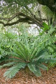 Image result for Encephalartos gratus