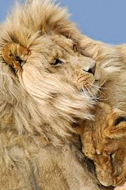 The Lions Game Animals Beautiful Animals Lions