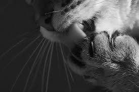 Fotografie Coole Katzen In Schwarz Weiss Coole Katzen Internationaler Tag Der Katze Susse Katzen