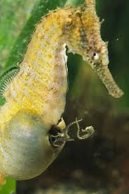 Seahorse Giving Birth Sea Creatures Seahorse Male Seahorse