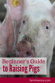 Raising Pigs For Meat A Guide To Raising Pigs For Meat Production Pig Breeds Raising Pigs Raising Turkeys