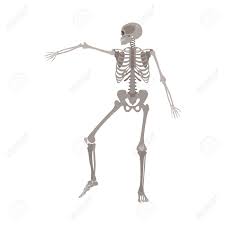 The humerus is the (upper) arm bone. Human Skeleton Dancing Medical Body Anatomy Model With Arm Bone Royalty Free Cliparts Vectors And Stock Illustration Image 128171469