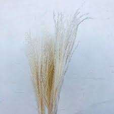 Image result for Eulalia