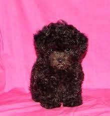 Pin By Kristen Phillips On Puppy Love Maltipoo Dog Maltipoo Puppy Teacup Puppies