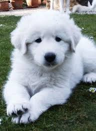 Are you trying to determine how much a puppy with breeding rights and papers would cost? 20 Abruzzo Sheepdogs Ideas Sheepdog Maremma Sheepdog Livestock Guardian Dog