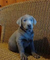 Maybe you would like to learn more about one of these? Available Labrador Puppies Akc Registered Breeder Humphrey Labs