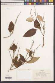 Image result for Croton inhambanensis