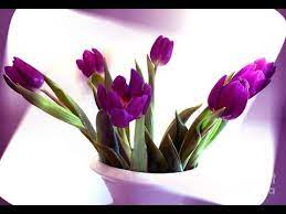 Tulip Flower Tulip Flower Images Tulip Flower Meaning
