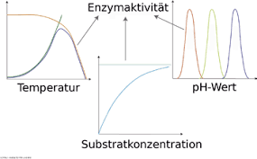 Gezeigt wird die abhängigkeit der enzymwirkung von der temperatur.verwendet wurde eine lösung aus geriebener, roher kartoffel in wasser. Https Nanopdf Com Download Enzyme 21 Pdf