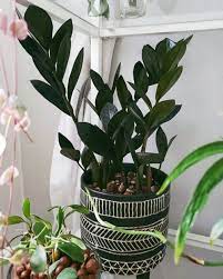 Zz Plant Complete Care Guide That Planty Life Plant Decor Plants House Plants Indoor