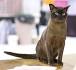 Burmese Cat Breeders Near Me - Cat Kingpin