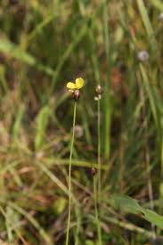 Image result for Xyridaceae