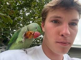 Lost Parrot in Melbourne, Australia, Needs Care and Owner