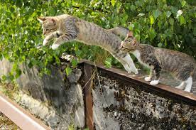 Mon chat est empoisonné, que faire ? Vos Droits Mes Voisins Laissent Divaguer Leurs Chats Jusqu A Mon Domicile Quel Recours