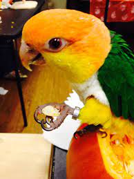 I'm having a nightmare of a time finding pumpkin seeds in my area. Pin On Conure