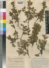Image result for Maerua descampsii