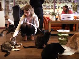 Pixie was socialised by our cat staff from a feral kitten to a very well rounded little lady. We Re Finally Getting A Cat Cafe In West Yorkshire Yorkshirelive