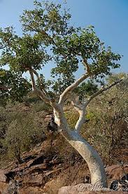 Image result for Ficus tettensis