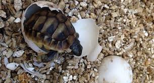You know you want to mine one. Do Female Turtles Lay Eggs Without Mating Yes Turtlepets