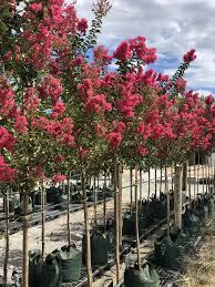 Crepe myrtle flowering begins as early as may. Crepe Myrtle Tuscarora Trees Perth Screening Trees Wa