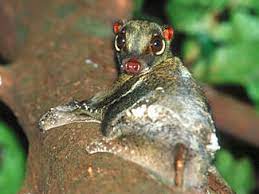 Todos Los Nombres De Animales Que Empiezan Por La Letra K