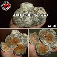Batu mani gajah adalah jenis batu akik biasa yang bisa dikatakan cukup rapuh dengan tingkat kekerasan batu sebesar 6,5 skala mohs. Ciri Fosil Mani Gajah 2 Alam Yang Asli Naqsdna Com