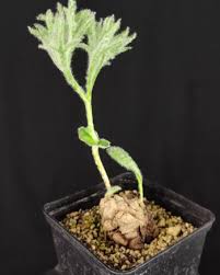 Image result for Eriospermum seineri