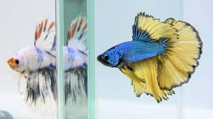 Umumnya ikan cupang yang mutasi itu seperti misalnya ikan cupang koi, ikan cupang fancy, bluerim dan masih banyak lagi. Foto Deretan Ikan Cupang Cantik Berlaga Dalam Kompetisi