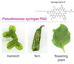Image result for Pseudomonas syringae