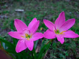 Image result for Zephyranthes minuta