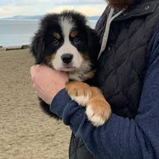 Meadow is a beautiful f1 tricolor bernedoodle. Bernese Mountain Dog Common Health Puppies For Sale Facebook