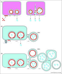 Check spelling or type a new query. Virus Factories Double Membrane Vesicles And Viroplasm Generated In Animal Cells Sciencedirect