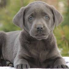 Silver labrador puppies for sale nc. Charcoal Lab Puppies United States Charcoal Labradors