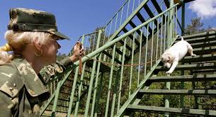 You probably have the same questions we had: 10 Things You May Not Know About Military Dogs Barkpost