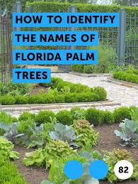 Learn How To Identify The Names Of Florida Palm Trees How To Guides Tips And Tricks Plants Strawberry Plants Asparagus Plant