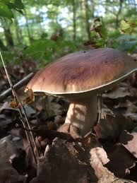 Cepe De Bordeaux Boletus Edulis 2017 France Champignons Farcis Champignon Comestible Cueillette Champignon