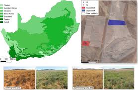 Image result for Tragus koelerioides