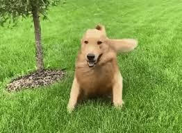 Featured ki113rcrow subscribe my fellow golden retrievers wwe must import more pittbulls we do not lean in any direction politically what your mods feature we do not lean in any direction politically. Happy Birthday Golden Retriever Gif Novocom Top