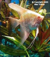 Black And White Striped Angelfish Angel Fish Types Guide To Help Identify Angel Fish Fish Tropical Fish Tanks