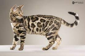 Images 47365petbook Chanel Yofi 116 Jpg 2048 1365 Bengal Chien Chat Chaton Bengal