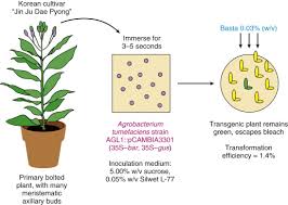 It is possible for various plasmids to coexist in a single cell. Ti Plasmid Plant An Overview Sciencedirect Topics
