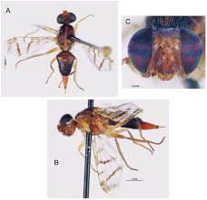 Image result for Agelanthus terminaliae