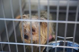 Search for draw floor plans online free with us. Adoptable Animals City Of Corona