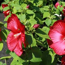 Image result for Hibiscus noldeae