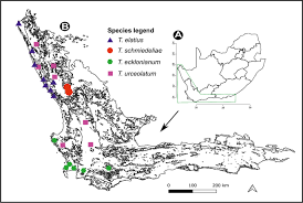 Image result for Thesium goetzeanum