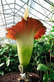 Verpassen sie nicht die titanenwurz, die größte blume der welt, wenn diese blüht. Titanwurz Amorphophallus Titanum Beschreibung Steckbrief Systematik
