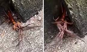 Another way to defend him is to chop down the nearby trees and use them to repair the broken gates. Epic Moment Insect Turns The Tables On A Huntsman Spider Twice Its Size And Hauls It Away For Dinner Daily Mail Online