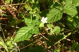 Image result for Rubus kirungensis