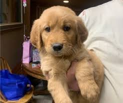Golden retriever/collie mix (60#) and archie is a 10yo male schipperke mix (30#). Golden Retriever Puppies For Sale Near Memphis Tennessee Usa Page 1 10 Per Page Puppyfinder Com