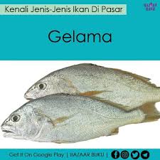 Ikan hias air tawar ini merupakan hasil persilangan dari berbagai jenis ikan cichlid. Food Viral Malaysia On Twitter Beli Beli